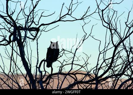 Die Silhouette der Großhorneule (Bubo virginianus), das Summer Lake Wildlife Area, der Oregon Outback Scenic Byway, Oregon Stockfoto