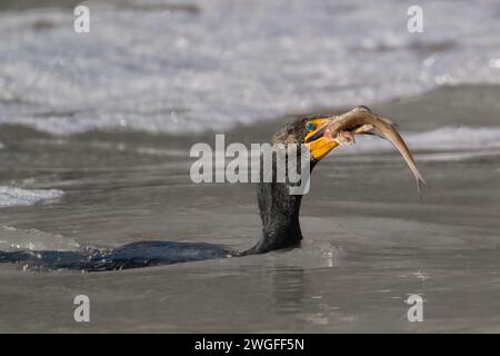 Ein Kormoran isst einen Fisch im Haw River. Stockfoto