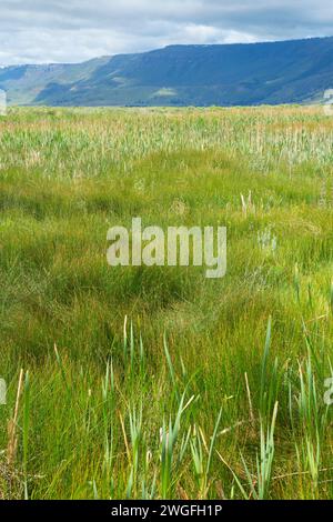 Feuchtgebiete entlang der Route, Sommer See Wildlife, Oregon Outback Scenic Byway, Oregon Stockfoto