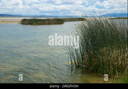 Feuchtgebiete entlang der Route, Sommer See Wildlife, Oregon Outback Scenic Byway, Oregon Stockfoto