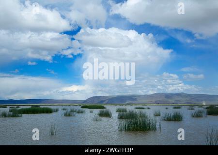 Feuchtgebiete entlang der Route, Sommer See Wildlife, Oregon Outback Scenic Byway, Oregon Stockfoto