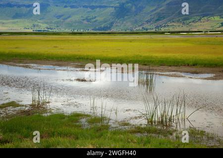 Feuchtgebiete entlang der Route, Sommer See Wildlife, Oregon Outback Scenic Byway, Oregon Stockfoto