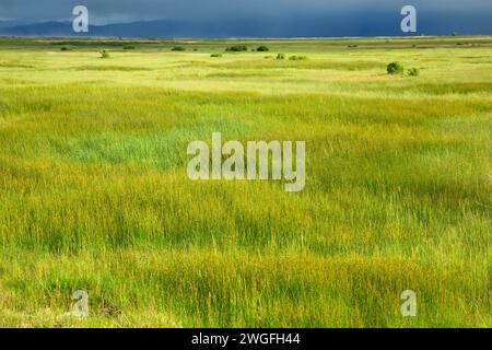 Feuchtgebiete entlang der Route, Sommer See Wildlife, Oregon Outback Scenic Byway, Oregon Stockfoto