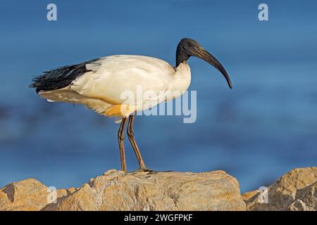 Ein afrikanischer heiliger Ibis (Threskiornis aethiopicus), der auf einem Felsen in Südafrika thront Stockfoto