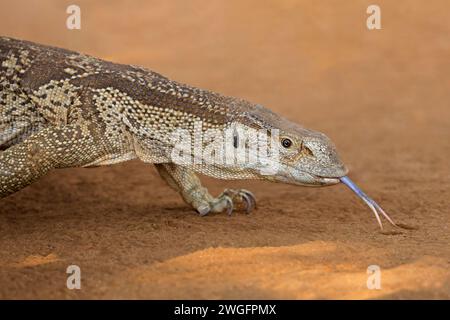 Porträt eines Felsmonitors (Varanus albigularis), Kruger-Nationalpark, Südafrika Stockfoto