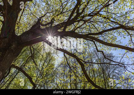 Die Sonne scheint am hellen Frühlingstag durch die Baumkronen. Flachwinkelansicht. Stockfoto