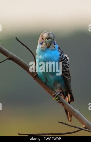 Schöner und süßer blauer Wellensittich oder Wellensittich (melopsittacus undulatus) in freier Wildbahn, der auf einem Ast thront Stockfoto