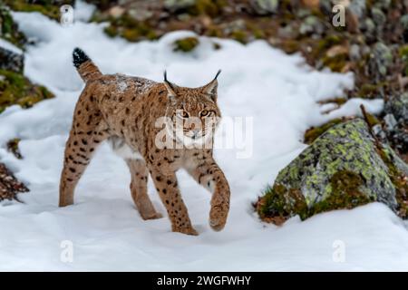 Nahaufnahme erwachsener Lynx in kalter Zeit. Bobcat-Schnee in wilder Winterlandschaft. Action-Wildlife-Szene mit gefährlichem Tier Stockfoto