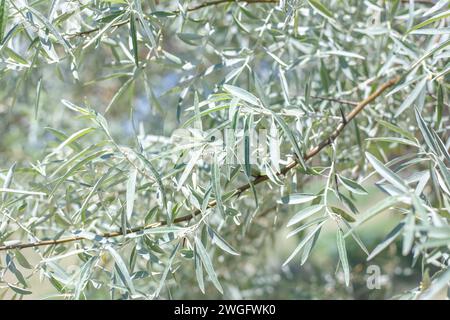 Silberoleaster ist eine Pflanze mit langen, schmalen Blättern. Dekorativer Baum, Nahaufnahme des Laubs. Stockfoto