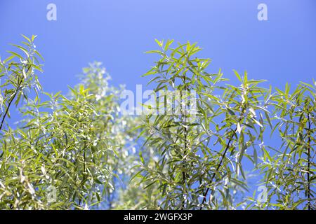 Elf Silberpflanzen mit langen, schmalen Blättern vor blauem Himmel. Dekorative Buchse. Stockfoto