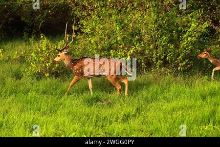 Ein männlicher Chita oder Cheetal, auch bekannt als Fleckhirsch (Achsenachse) in einem Grasland, Bandipur Nationalpark in karnataka, südindien Stockfoto