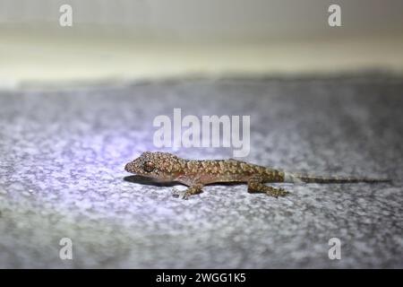 Afrikanischer Hausgecko / Moreas tropisches Haus Gecko oder afro-amerikanischer Haus Gecko / Hemidactylus mabouia Stockfoto