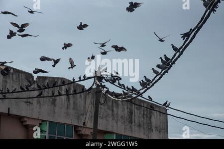 Eine Schar Tauben, die um den elektrischen Straßenmast hängen. Stockfoto