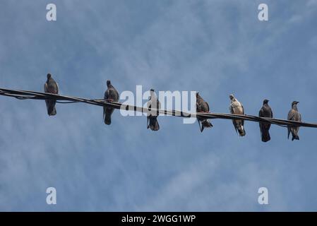 Eine Schar Tauben, die um den elektrischen Straßenmast hängen. Stockfoto