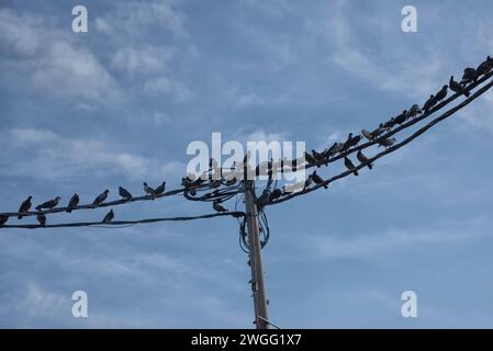 Eine Schar Tauben, die um den elektrischen Straßenmast hängen. Stockfoto