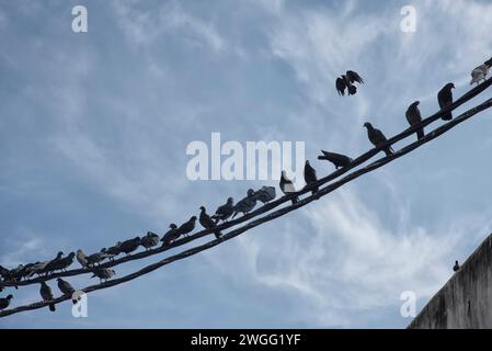 Eine Schar Tauben, die um den elektrischen Straßenmast hängen. Stockfoto