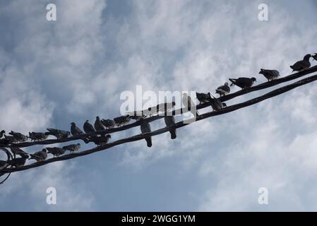 Eine Schar Tauben, die um den elektrischen Straßenmast hängen. Stockfoto