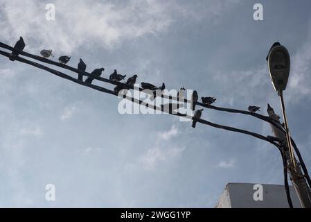 Eine Schar Tauben, die um den elektrischen Straßenmast hängen. Stockfoto