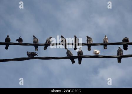 Eine Schar Tauben, die um den elektrischen Straßenmast hängen. Stockfoto