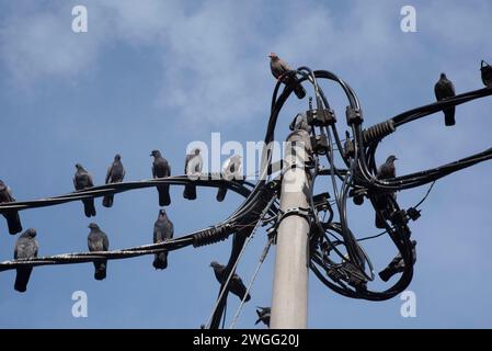 Eine Schar Tauben, die um den elektrischen Straßenmast hängen. Stockfoto