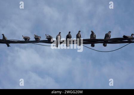 Eine Schar Tauben, die um den elektrischen Straßenmast hängen. Stockfoto