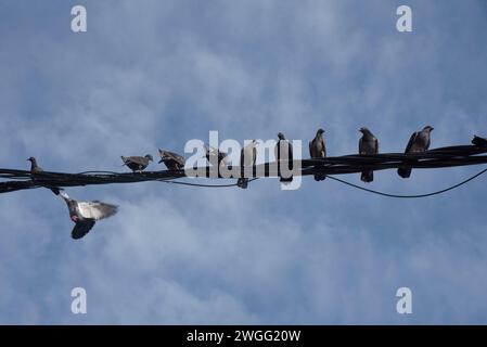 Eine Schar Tauben, die um den elektrischen Straßenmast hängen. Stockfoto