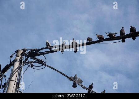 Eine Schar Tauben, die um den elektrischen Straßenmast hängen. Stockfoto
