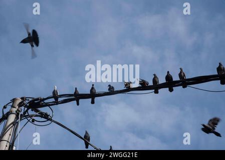 Eine Schar Tauben, die um den elektrischen Straßenmast hängen. Stockfoto