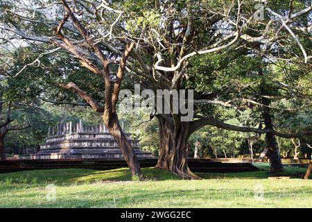 Riesiger Baum im Park und Ruinen des Palastes von Nissankamalla (altes singhalesisches parlament), Polonnaruwa, Sri Lanka Stockfoto