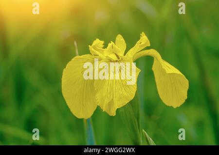 Blick auf gelbe Flagge, gelbe Iris oder Wasserflagge (Iris pseudacorus). Die Blumen blühen. Selektiver Fokus Stockfoto