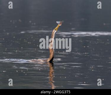 Nahaufnahme von Dart oder Schlangenvogel, der eine Beute fängt. Stockfoto