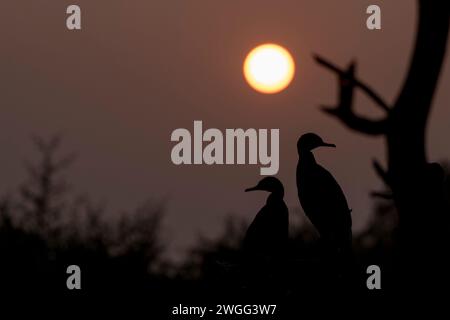 Silhouette of two birds perched in a sunset background. Stockfoto