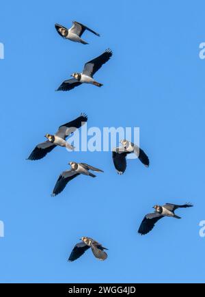 Herde von Nördlichen Kieblingen, Vanellus vanellus, im Flug am Wintermorgen. Somerset. Stockfoto