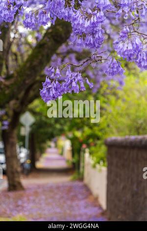 Jacaranda blühen in Adelaide, South Australia. Stockfoto
