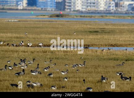 Brent Gänse, Branta bernicla, fressen Salzwiesen in einer großen Herde, Poole Harbour. Dorset. Stockfoto