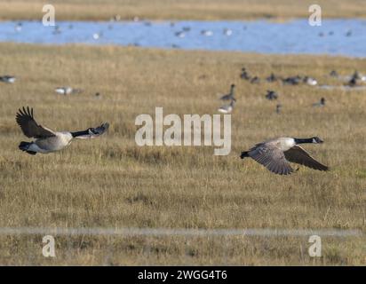 Kanadiengänse, Branta canadensis, im Flug über Salzwiesen, Poole Harbour. Stockfoto