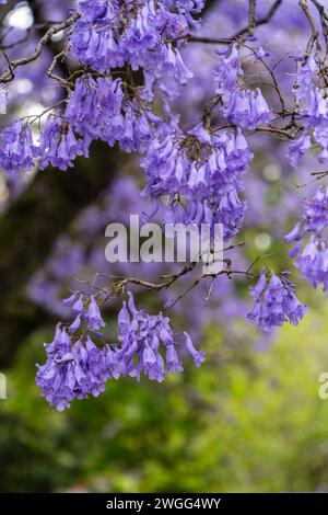 Jacaranda blühen in Adelaide, South Australia. Stockfoto