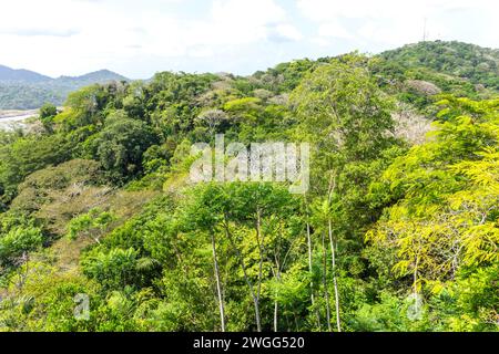 Blick auf den Regenwald von der Teleferico Aerial Tram, Nationalpark Soberania, Canalera de Gamboa, Panama City, Provinz Panama, Republik Panama Stockfoto