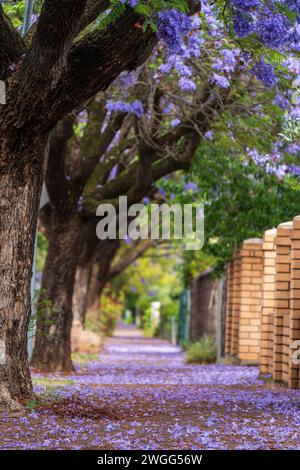 Jacaranda blühen in Adelaide, South Australia. Stockfoto