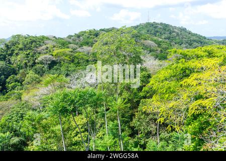 Blick auf den Regenwald von der Teleferico Aerial Tram, Nationalpark Soberania, Canalera de Gamboa, Panama City, Provinz Panama, Republik Panama Stockfoto