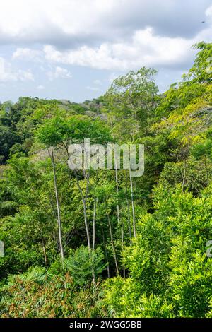 Blick auf den Regenwald von der Teleferico Aerial Tram, Nationalpark Soberania, Canalera de Gamboa, Panama City, Provinz Panama, Republik Panama Stockfoto