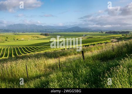 Weinberge und Weidegebiete in der Nähe von Blenheim in der neuseeländischen Marlborough-Region in der neuseeländischen Marlborough-Region Stockfoto