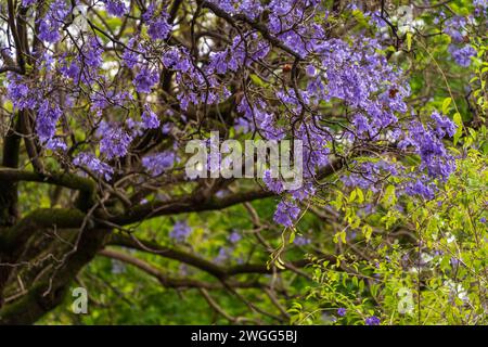 Jacaranda blühen in Adelaide, South Australia. Stockfoto