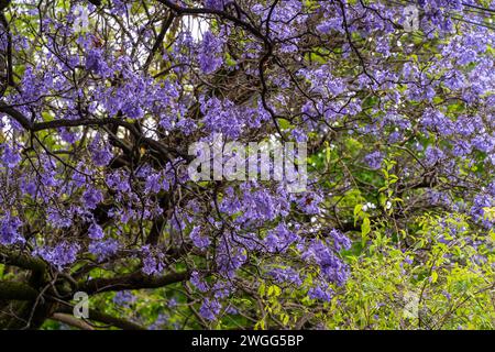 Jacaranda blühen in Adelaide, South Australia. Stockfoto