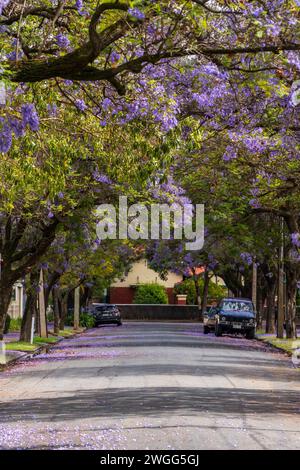 Jacaranda blühen in Adelaide, South Australia. Stockfoto