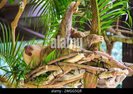 Ein zweizehiges Faultier (Choloepus hoffmanni) in einem Gehege im Soberania-Nationalpark, Canalera de Gamboa, Panama-Stadt, Provinz Panama, Republik Panama Stockfoto