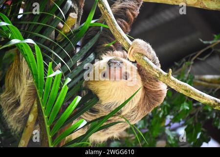 Ein zweizehiges Faultier (Choloepus hoffmanni) in einem Gehege im Soberania-Nationalpark, Canalera de Gamboa, Panama-Stadt, Provinz Panama, Republik Panama Stockfoto