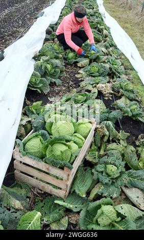 PRODUKTION - 31. Januar 2024, Sachsen, Kossa: Anne Gäbler vom Gemeindebetrieb „Knackiger Acker“ erntet am frühen Morgen savoyenkohl bei fünf Grad auf einem rund 3.000 Quadratmeter großen Grundstück. Phil Gäbler, der aus England stammt und biologische Vielfalt und Ökologie studierte, und seine Frau Anne, die einen Abschluss in technischer Übersetzung hat, bauen seit dem dritten Jahr erfolgreich Bio-Gemüse für ihre derzeitigen 46 Aktionäre an. Die Mitglieder der privaten Haushalte zahlen einen monatlichen Beitrag an den kleinen Bauernhof und können nun ihren Anteil an frischem Gemüse einsammeln Stockfoto