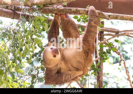 Ein zweizehiges Faultier (Choloepus hoffmanni) in einem Gehege im Soberania-Nationalpark, Canalera de Gamboa, Panama-Stadt, Provinz Panama, Republik Panama Stockfoto