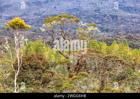 Paramo Naturschutzgebiet, Guasca. Erhaltung im Hochandenwald. Andes Mountain, Südamerika. Rehabilitationszentrum für Brillenbär (Trem Stockfoto